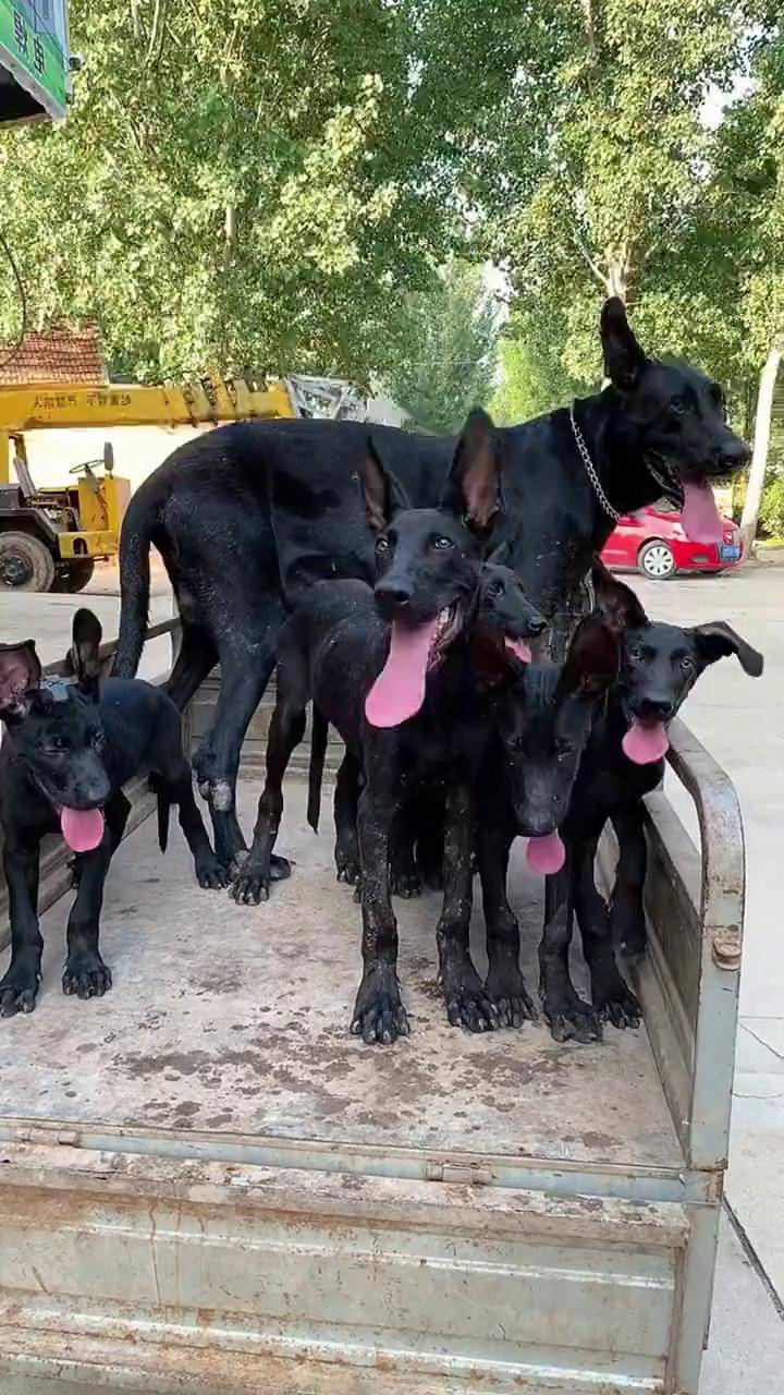 黑狼幼犬特征图片