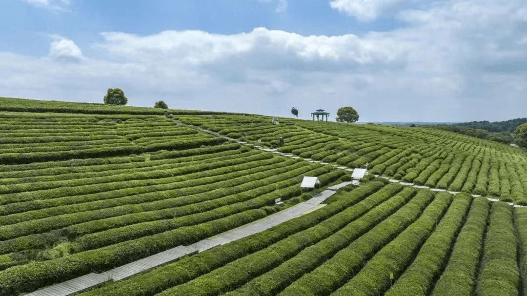 武汉市东西湖区柏泉古镇,成立于1964年,背靠万亩山林和湿地公园,茶园