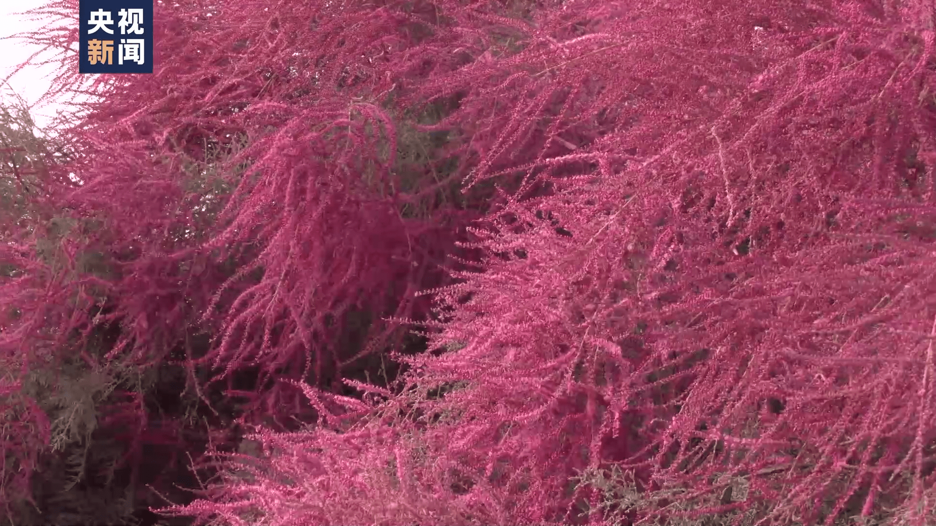 塔里木河两岸红柳树迎来盛花期