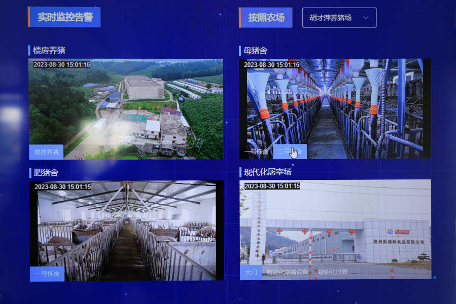 智能化养猪,你了解吗?_生猪_服务_养殖户