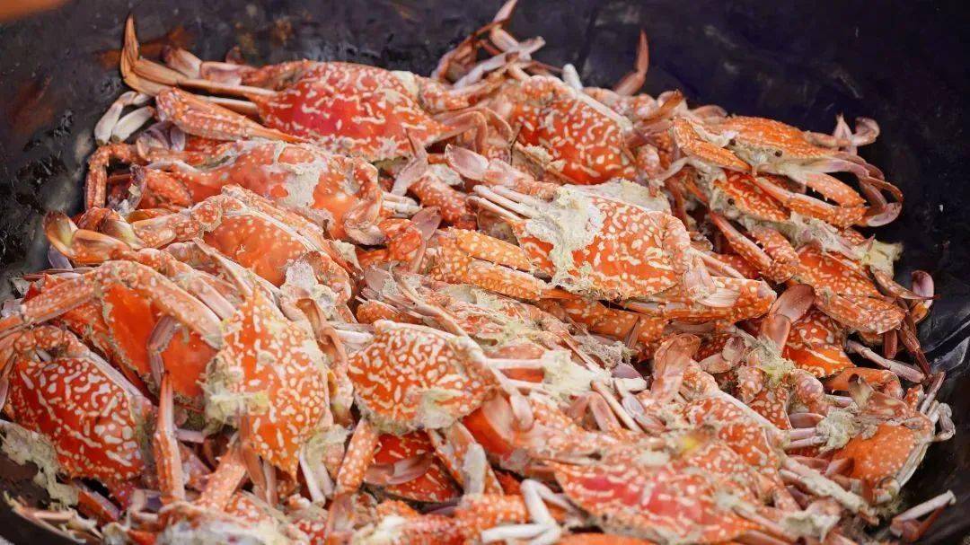 长寿之乡广东遂溪许你一顿海鲜大餐_江洪镇_渔港_乐民镇