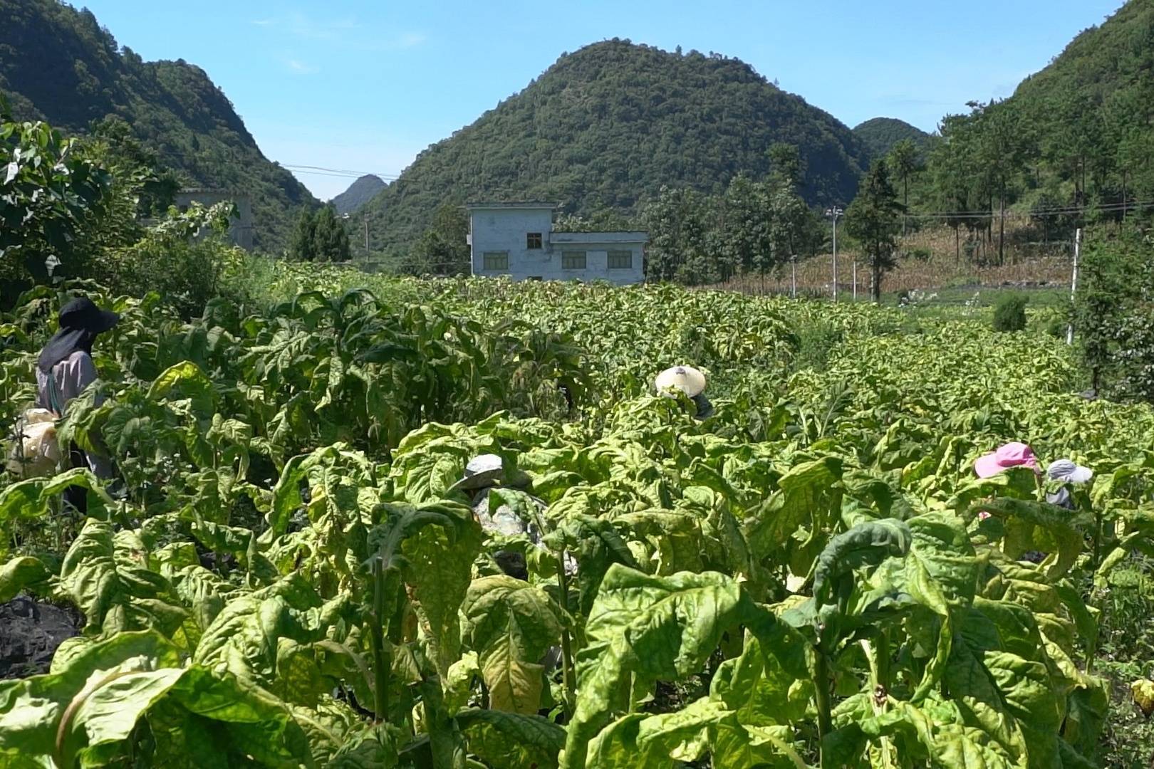 贵州柳烟叶图片