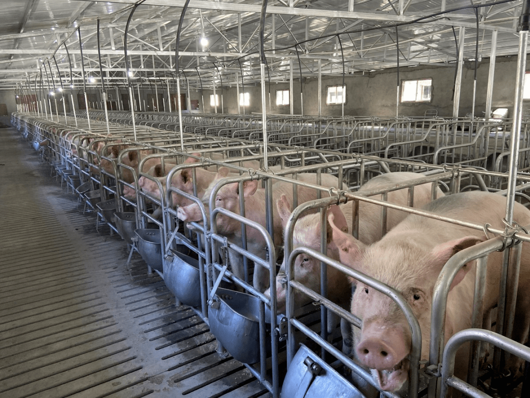 关注丨川猪连续七周价格回稳_四川_养殖户_生猪