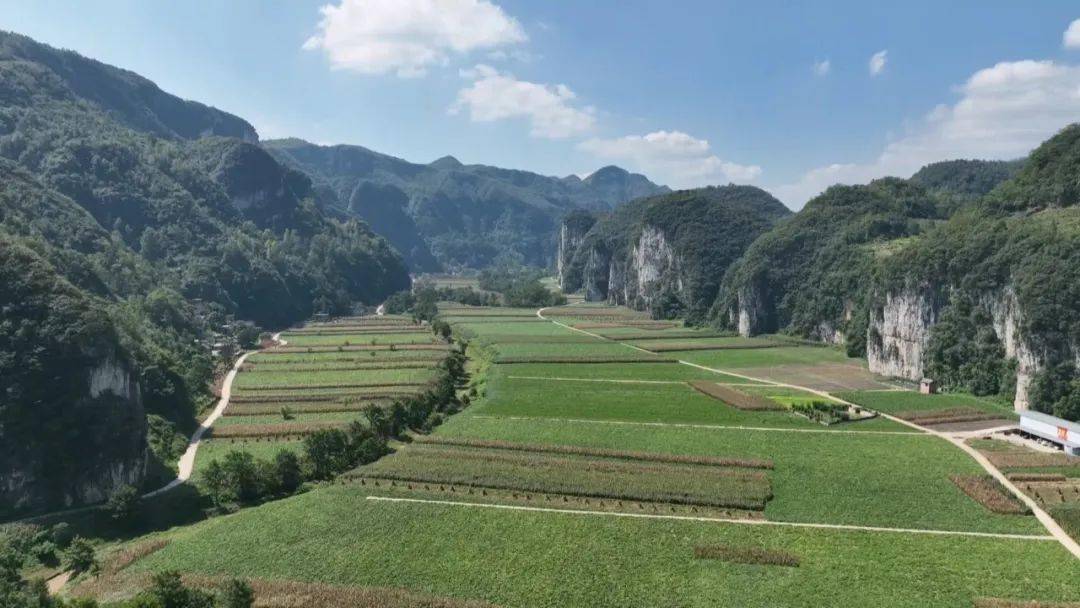 织金县龙场镇:南瓜丰收季 群众喜开颜_种植_发展_产业化