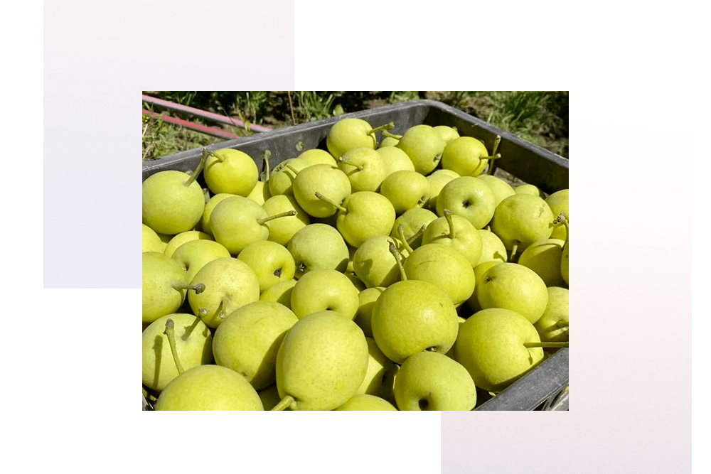 带你感受水果界的小清新~_宁夏_海原县_香水梨