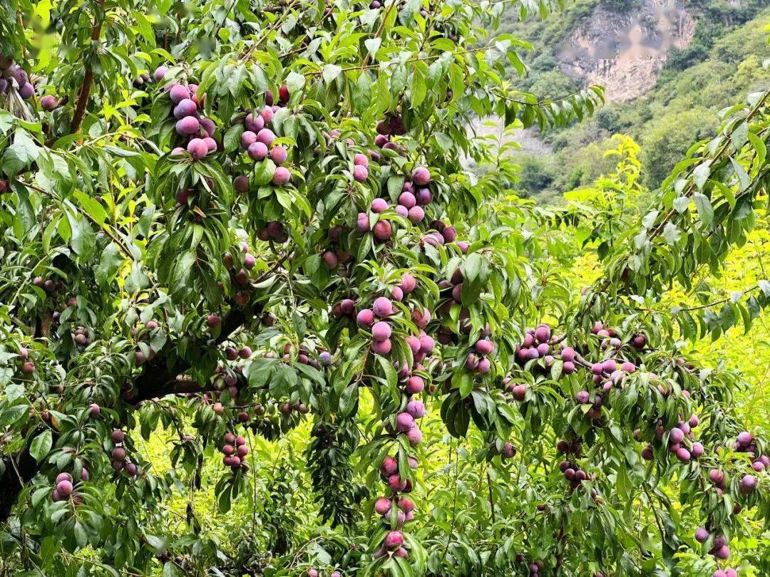 壮丽70年 · 新辉煌丨脆红李喜获丰收 助农增收兴产业_园区_销售_李子