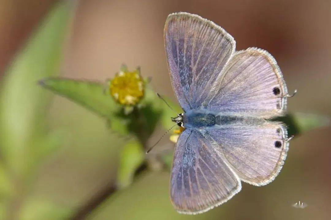 【泰山昆虫科普】——亮灰蝶_外缘_紫褐色_幼虫
