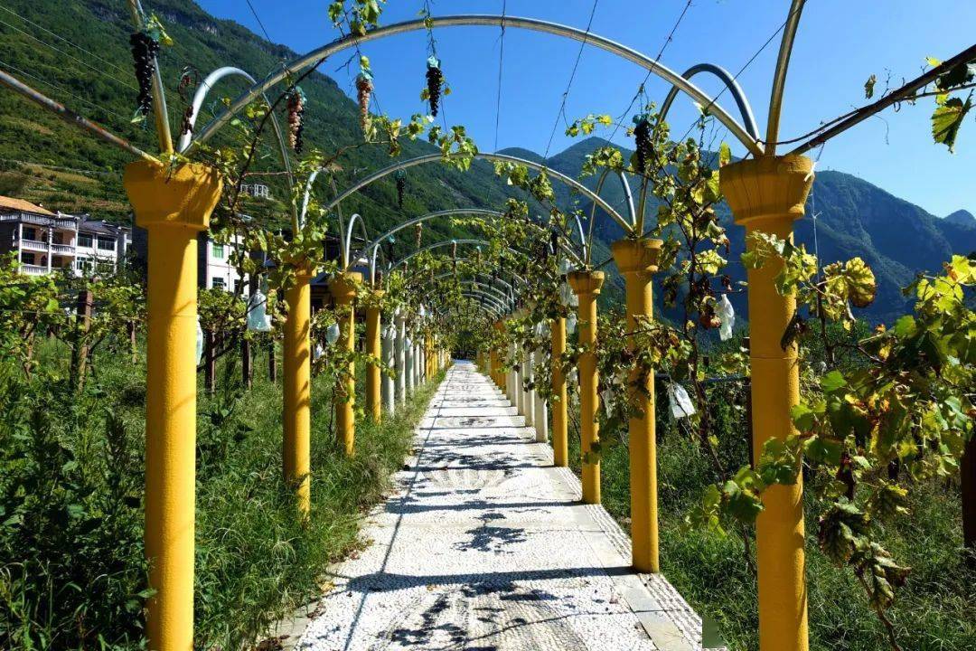 奉节吐祥葡萄采摘节邀你来尝鲜啦~_吐祥镇_石笋_旅游