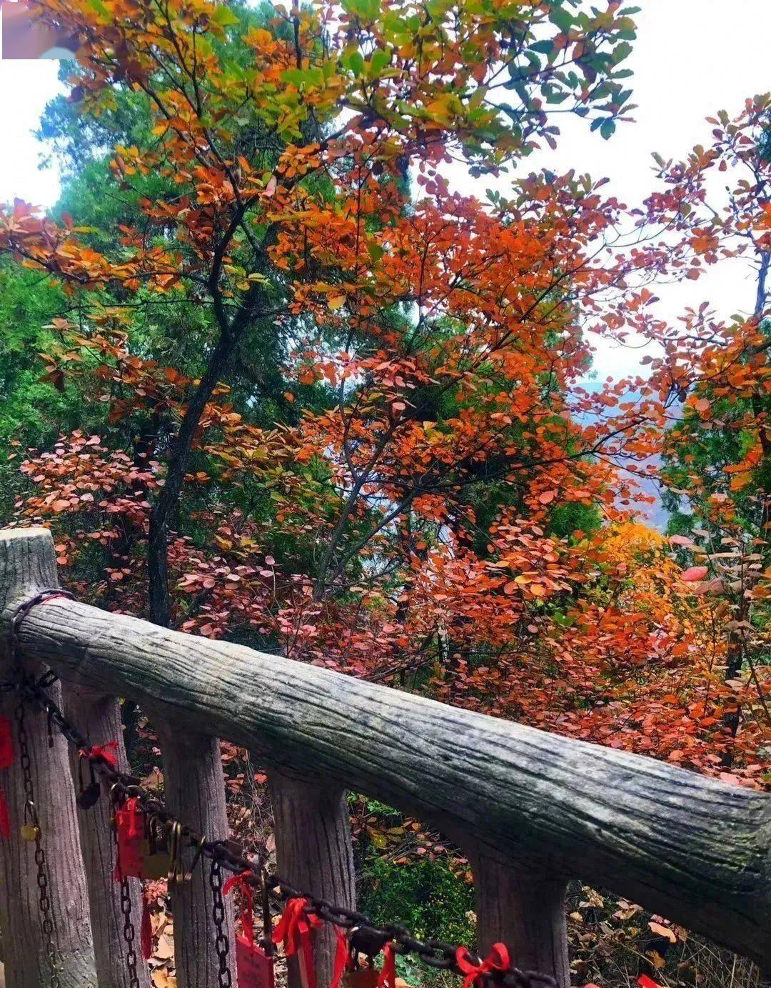 秋天想赏景,来铜川香山准没错!漫山红叶让人目眩神迷~_时刻_声音_山顶