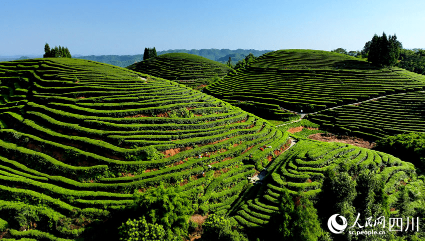 组图|纳溪:"白露茶"采摘忙_茶园_四川省_茶叶