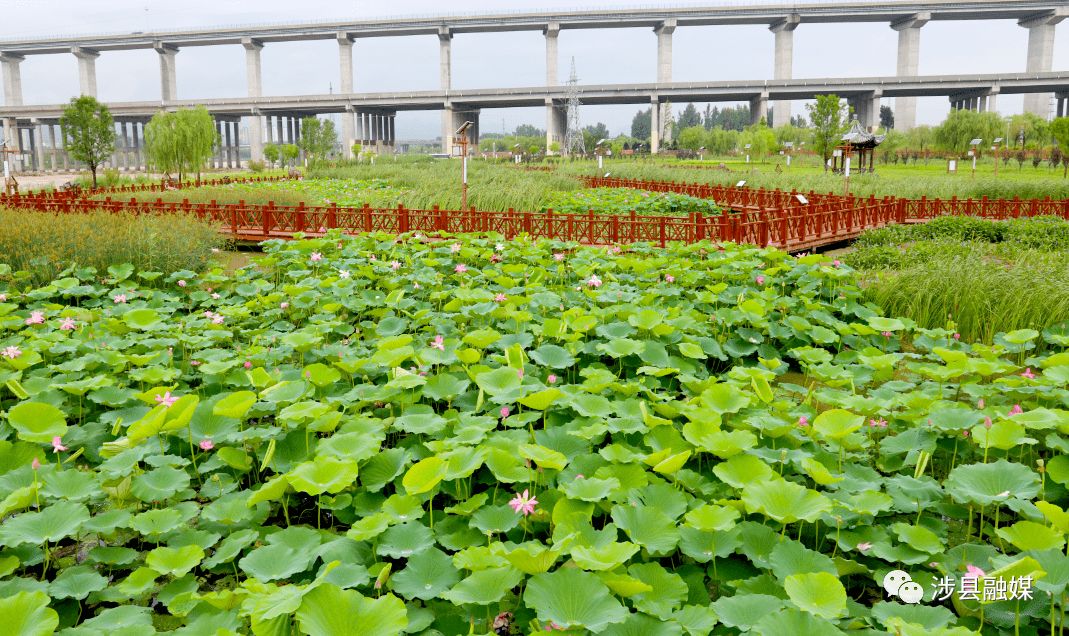 外涉县还拥有青塔湖省级湿地公园及浊漳河,玉带湖,龙湖等湿地面积约2
