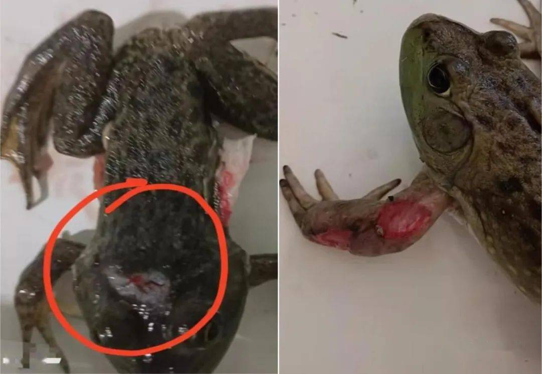 【鳖蛙专题】牛蛙破头烂皮的主要原因和防治方案