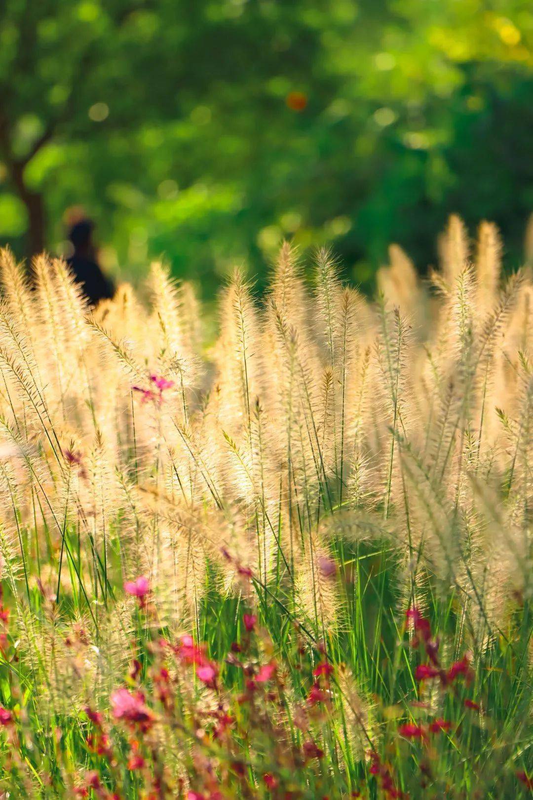 夏末秋初的秦皇岛,新鲜大片出炉,帧帧如画!_肖笛_长城_美景