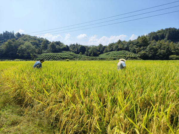 祁门县:测产水稻迎丰收_进行_数据_产量