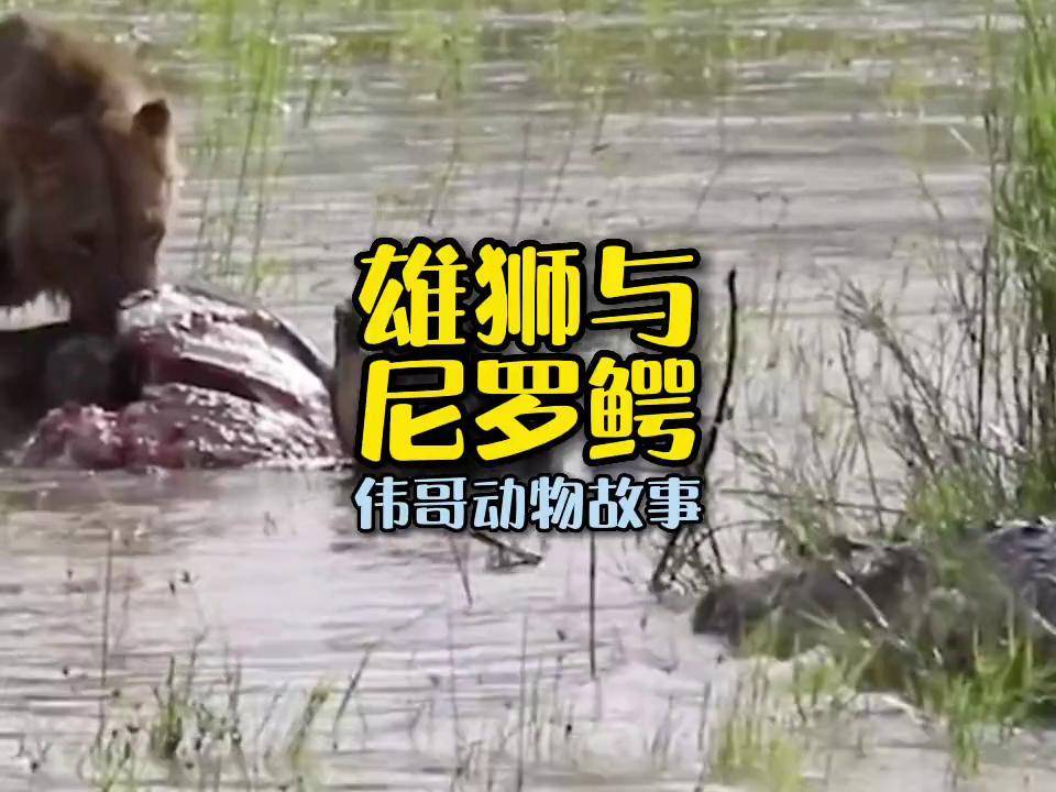 尼罗鳄与雄狮争夺猎物,结果会怎样?动物世界 鳄鱼 狮子