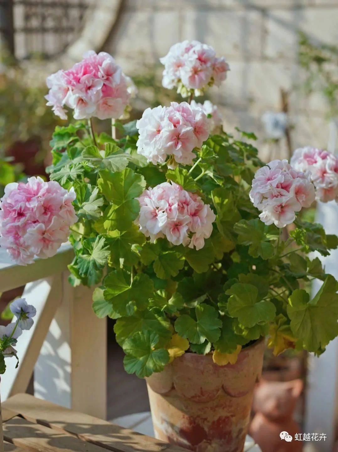 冬天也能花开满园~_系列_天竺葵_冰糕