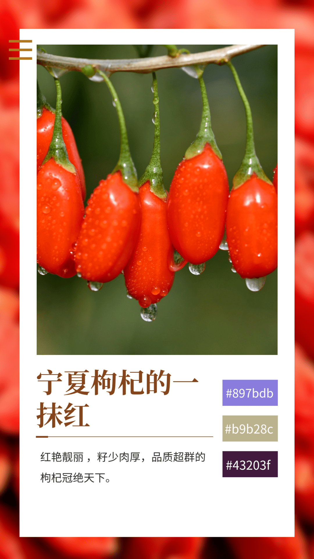 宁夏枸杞的红酿酒葡萄的紫丰收的颜色也悄然入目,所看之处皆是所种有