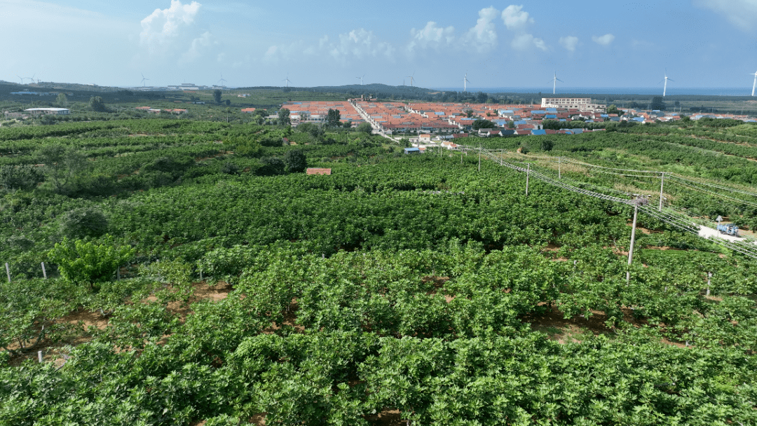 无花果_家乡_西头村