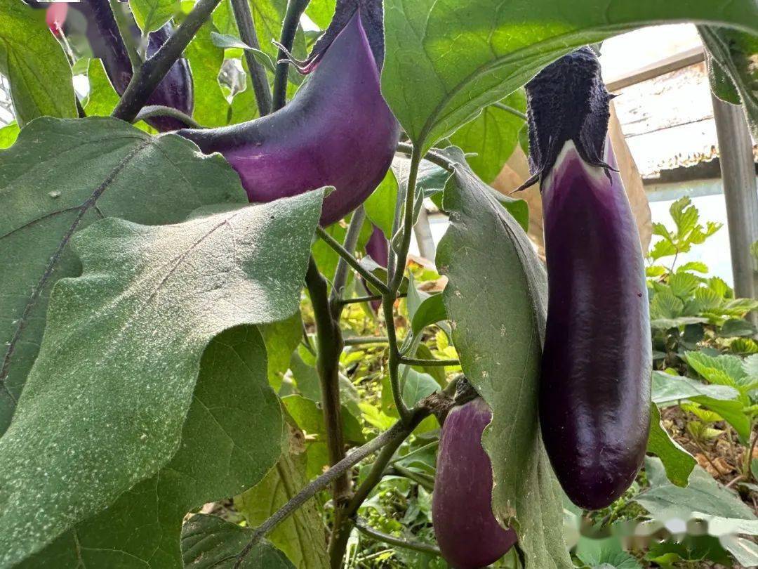 折桥镇大庄村丰收季,我们一起采摘秋天_蔬菜_临夏_瓜果