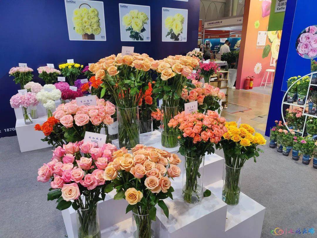 以花为媒 传递美好 第二十一届中国昆明国际花卉展开幕_发展_云南