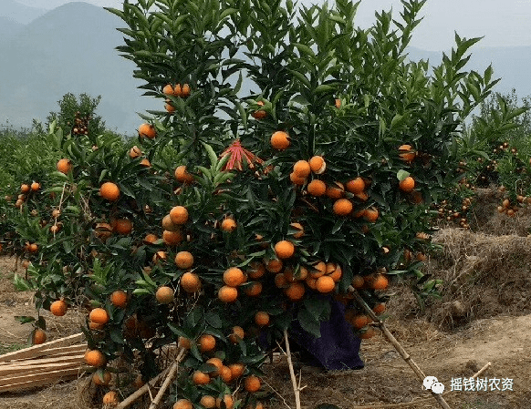 果树矮化密植栽培有什么好处和坏处?_乔化_经济效益_果实