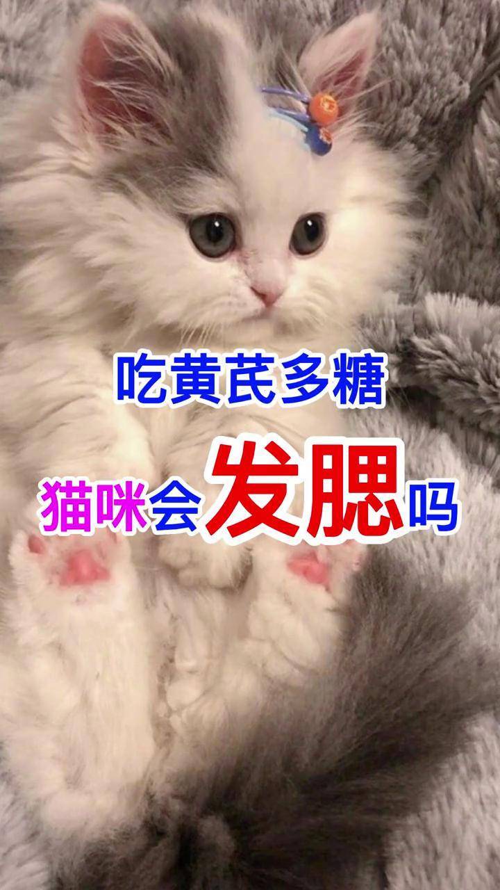 吃黄芪多糖猫咪会发腮吗猫咪发腮 宠物知识 新手养猫 科学养宠攻略 谁