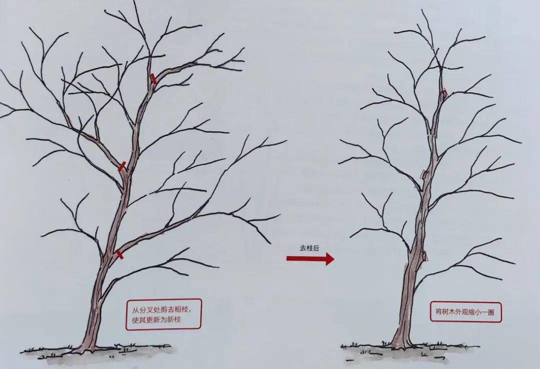 如枹栎:为了缩小树木轮廓,应去除粗枝以使新枝接受更多光照,从而完成