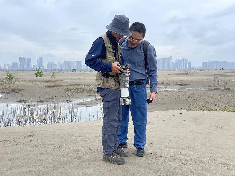 国家一级保护动物遗鸥 首次现身天兴洲_鸟类_洪山区_繁殖地