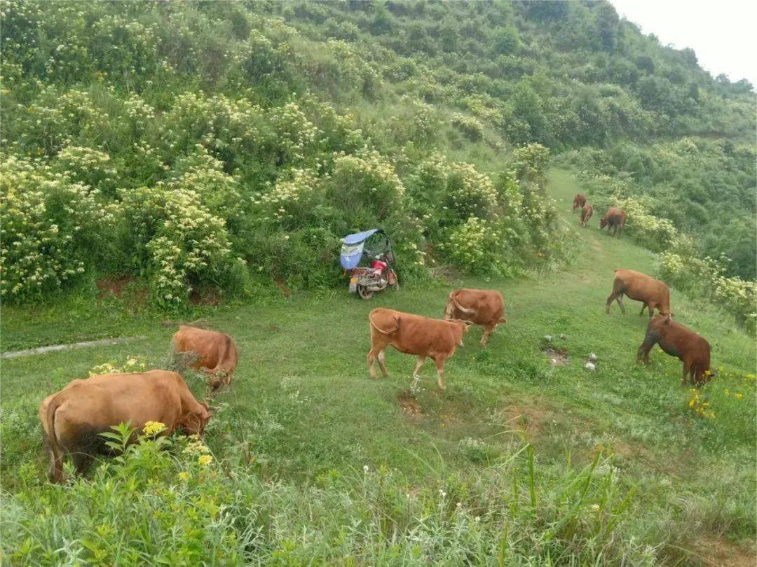 新发展理念的毕节实践|织金县鸡场乡:养牛致富闯"新路"_寨村_丫口
