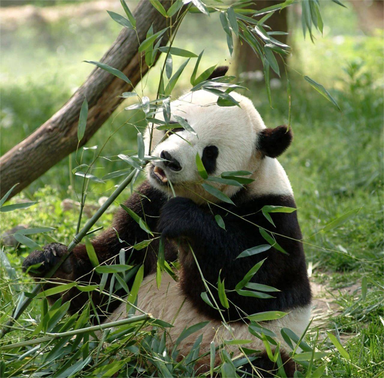 giant panda香烟图片