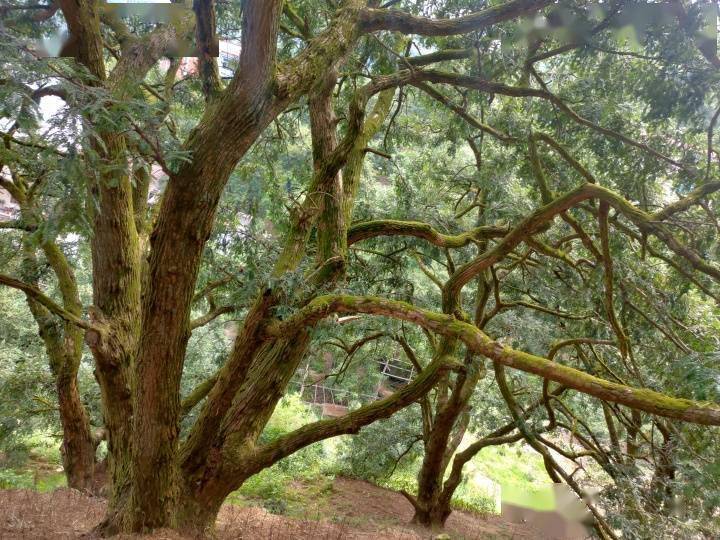 近年来诸暨开发了各类香榧衍生产品,包括香榧酒,香榧面条,香榧面膜