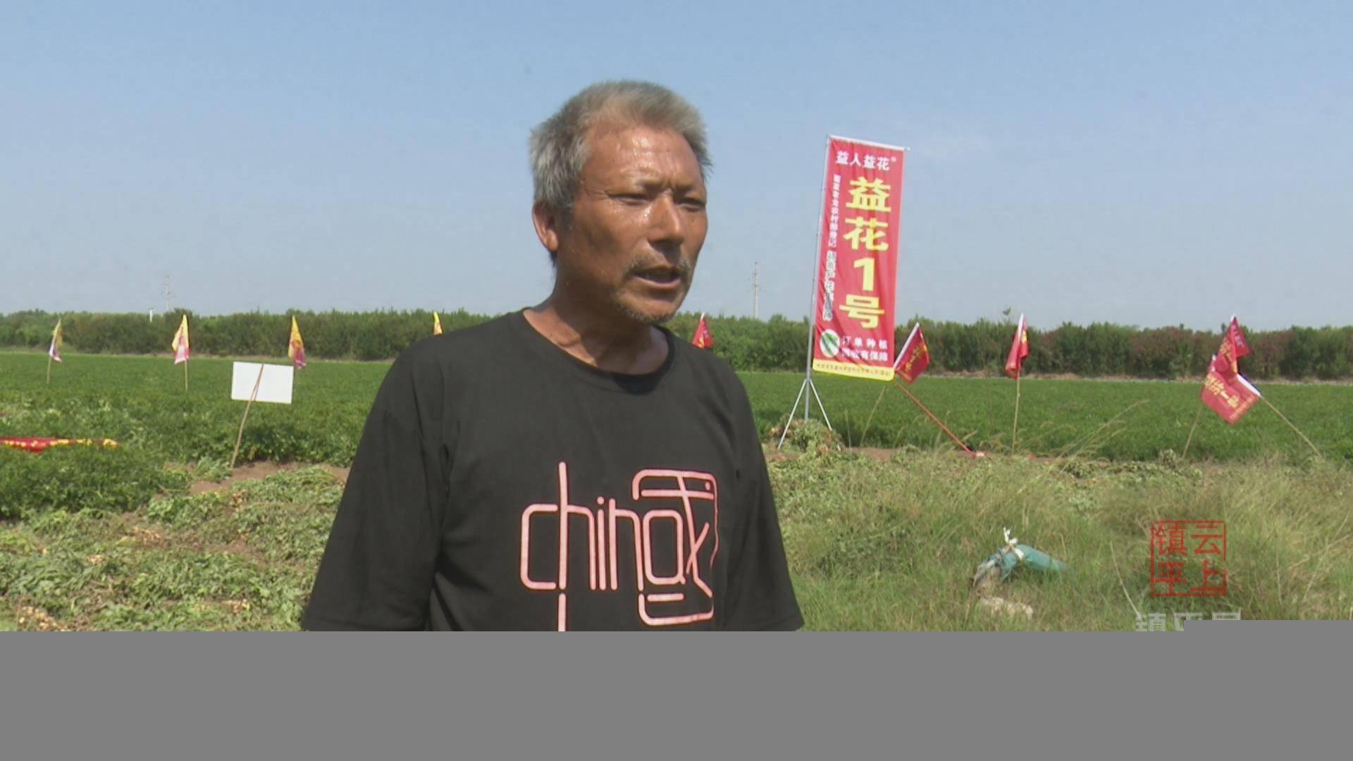 6斤!镇平县优质花生品种亩产创历史新高_种植_益花_产量