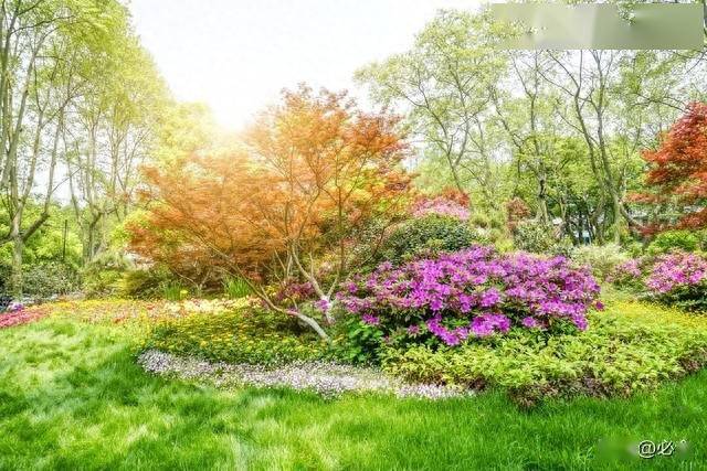 地被植物在园林景观施工中不可缺少的重要地位!_环境_开花_种类