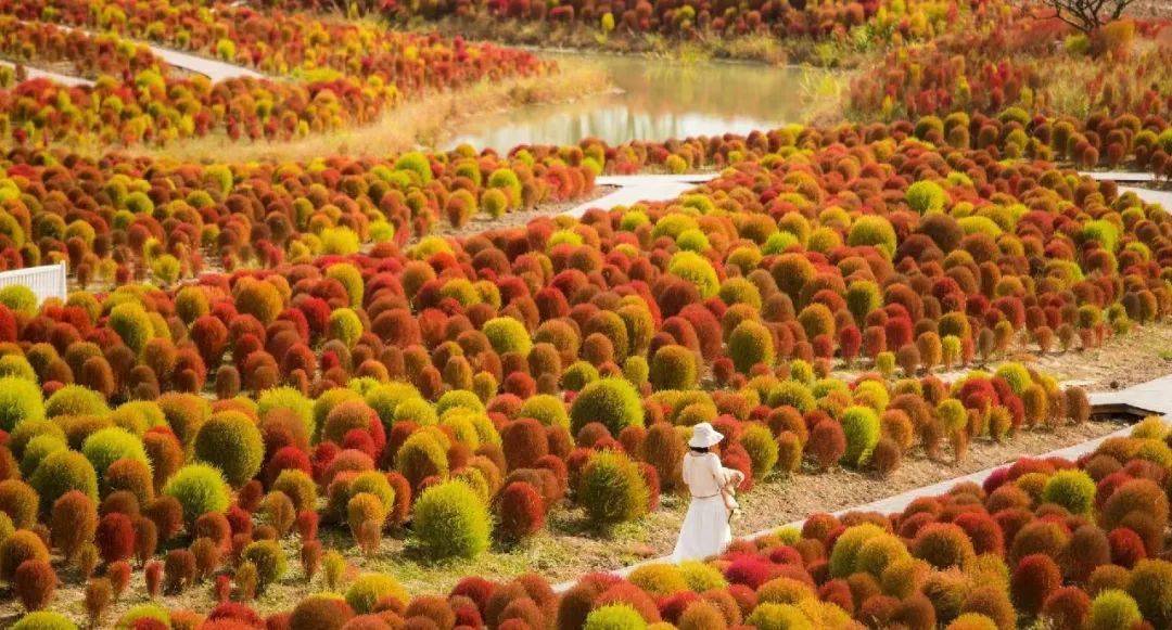 门票免费送!送!送!_景区_红海_蓬溪