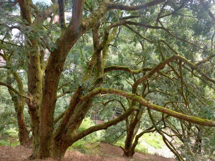 近年来诸暨开发了各类香榧衍生产品,包括香榧酒,香榧面条,香榧面膜