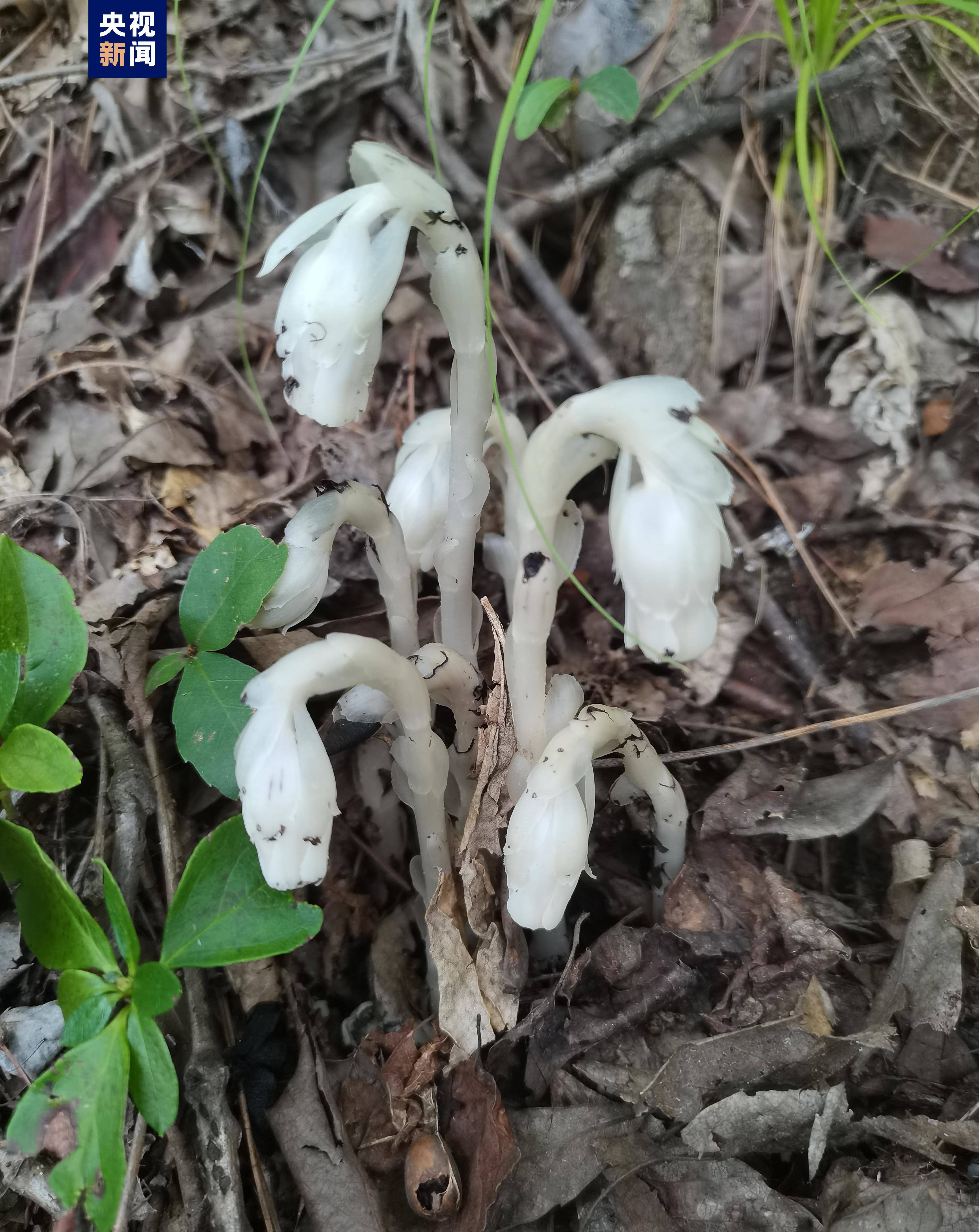 它一般生活在幽暗潮湿的枯枝落叶间,又名"幽灵草""梦兰花".