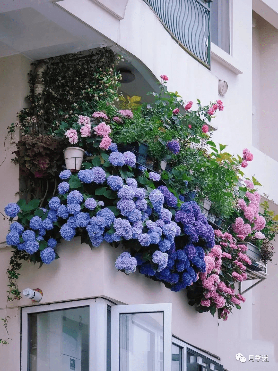 杜鲁斯/卡伦/芳醇/有松/三河千鸟/仙女大理石/恋物语等…日系绣球为主