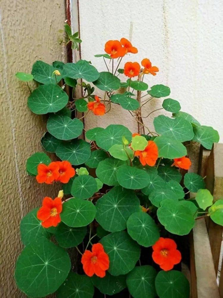 3种"圆叶花",叶子圆滚滚,可爱又好养_叶片_养护_荷花