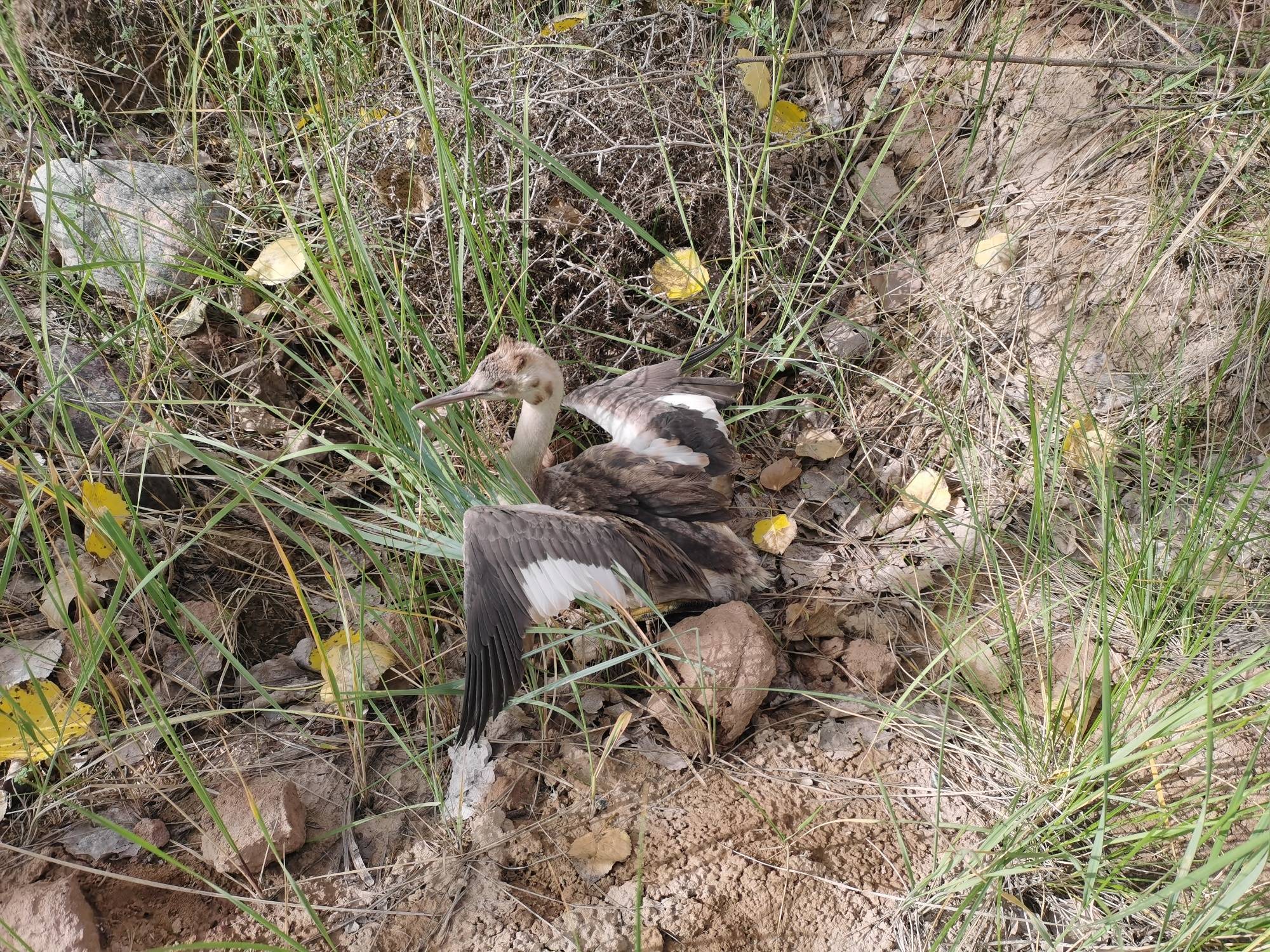 甘肃民乐成功救助一只凤头鸊鷉幼鸟