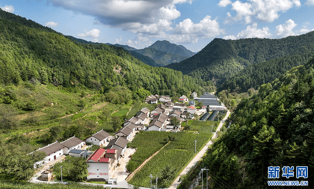 柞水县红岩寺镇红安村地栽木耳基地,木耳喜获丰收,群众正在采耳.