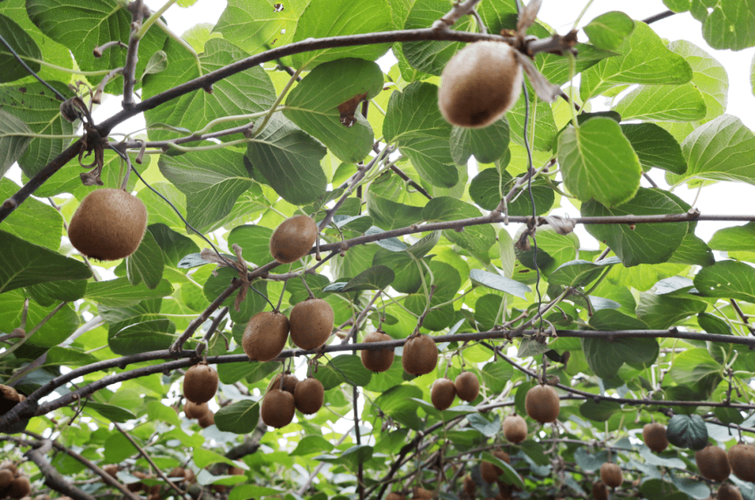 【武功猕猴桃】送法进果园,护航致富路_销售_发展_普法