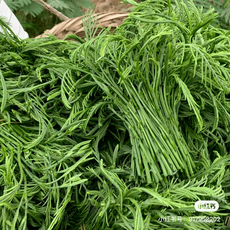 臭菜例如:香菜,魚腥草,臭菜……不喜歡的避之不及喜歡的甘之如飴將