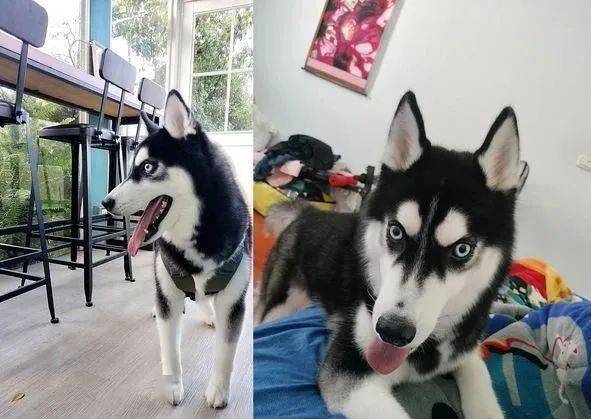 哈士奇独自顾钓竿等待虾虾上钩,专注身影惊呆钓客!_多多_吴先生_主人