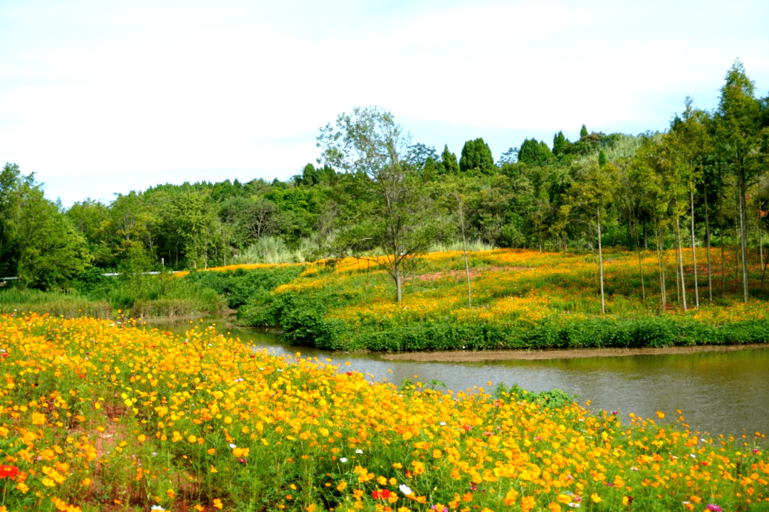 遂宁这里竟藏着一片花海……_青龙湖_的花海_哇塞