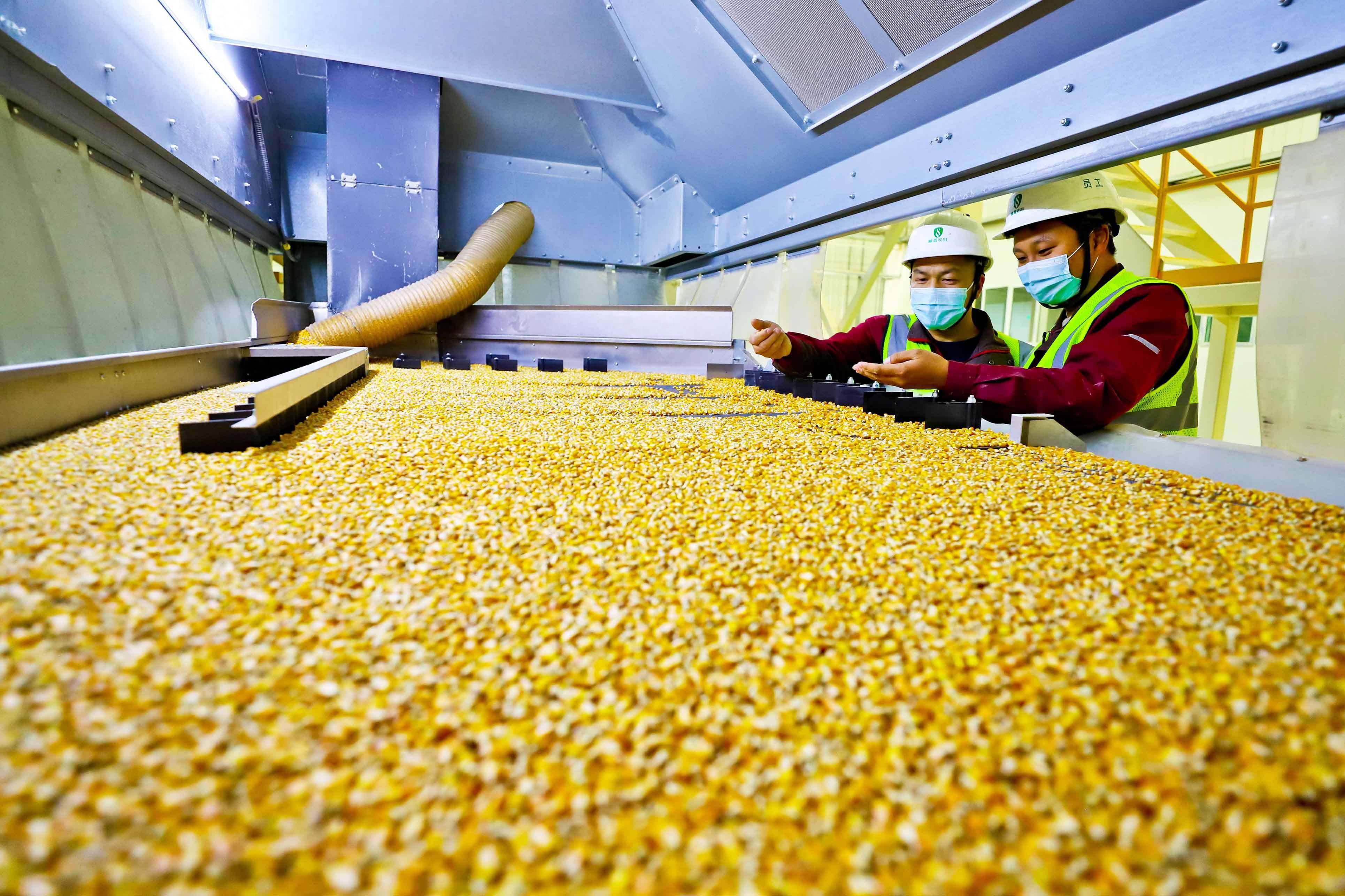 甘州:玉米制种托起农民增收"金"产业