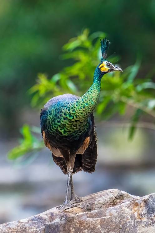 绿孔雀族群保护的楚雄模式