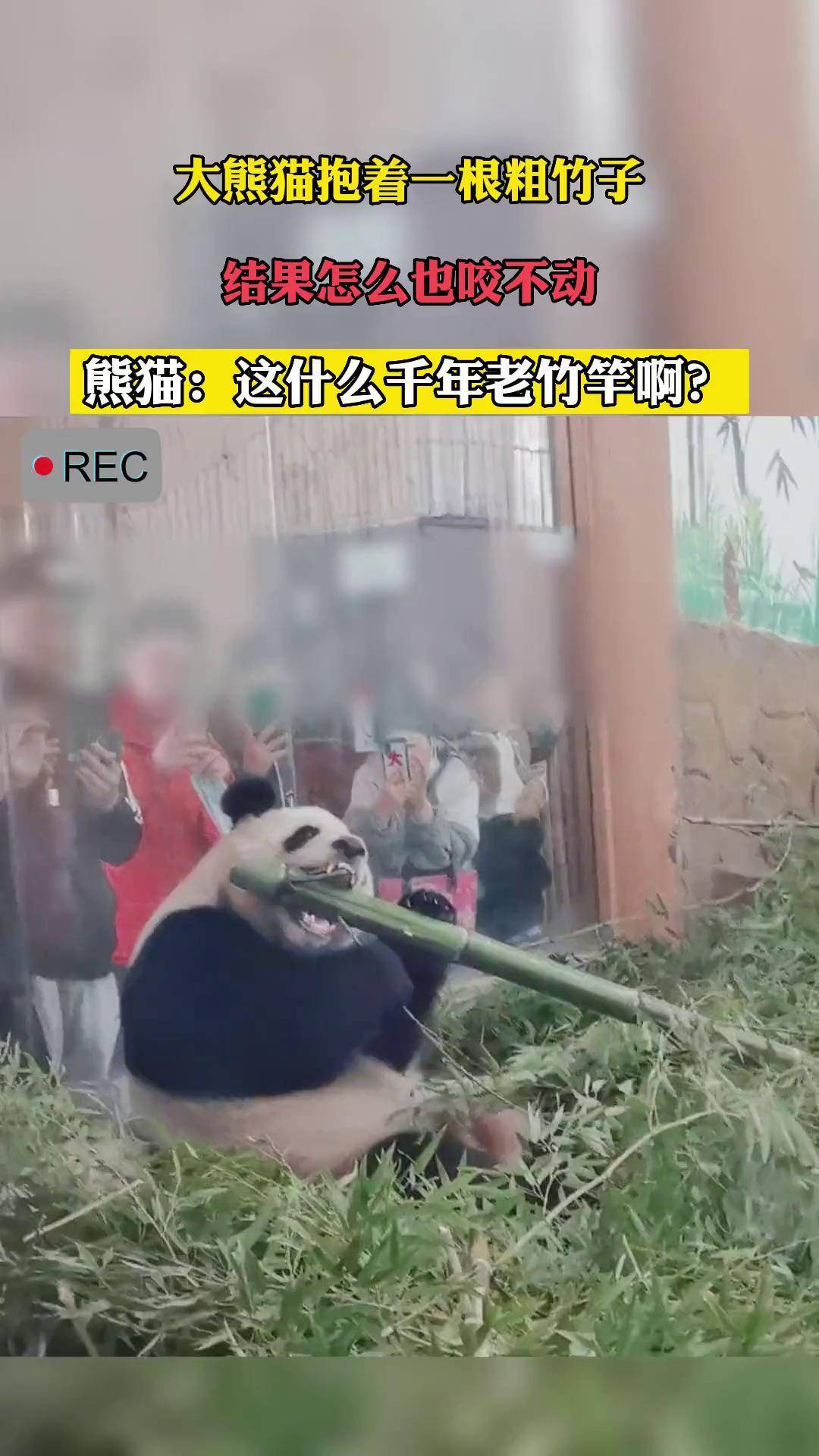 熊猫咬死人有什么后果图片