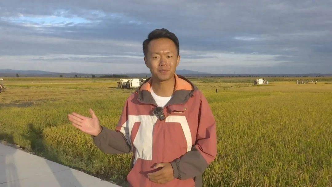 靖远县万亩水稻开镰收割_三滩镇_新田村_收割机