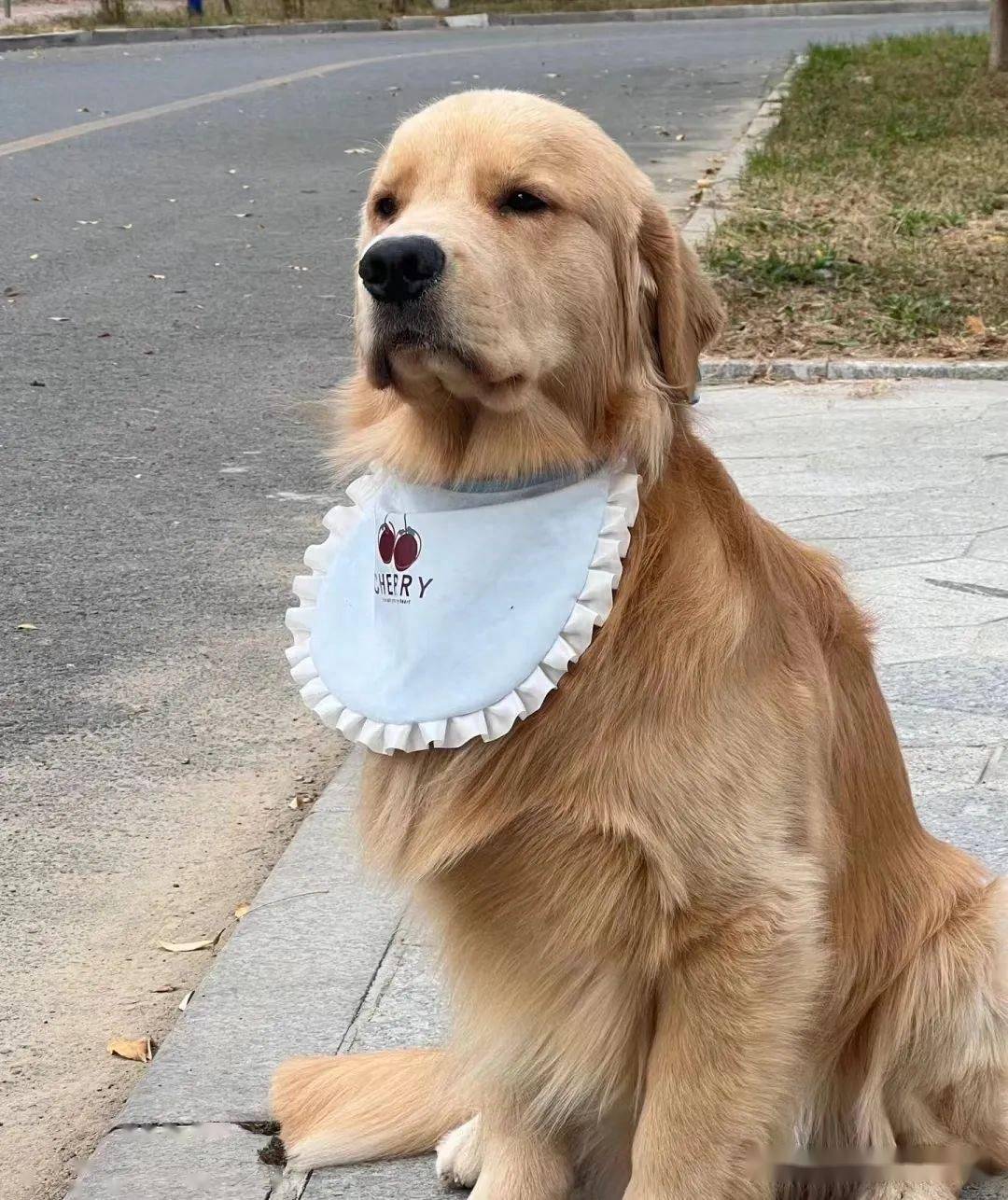 金毛出去玩笑脸洋溢,当开始配合铲屎官拍照后.变脸比翻书还快