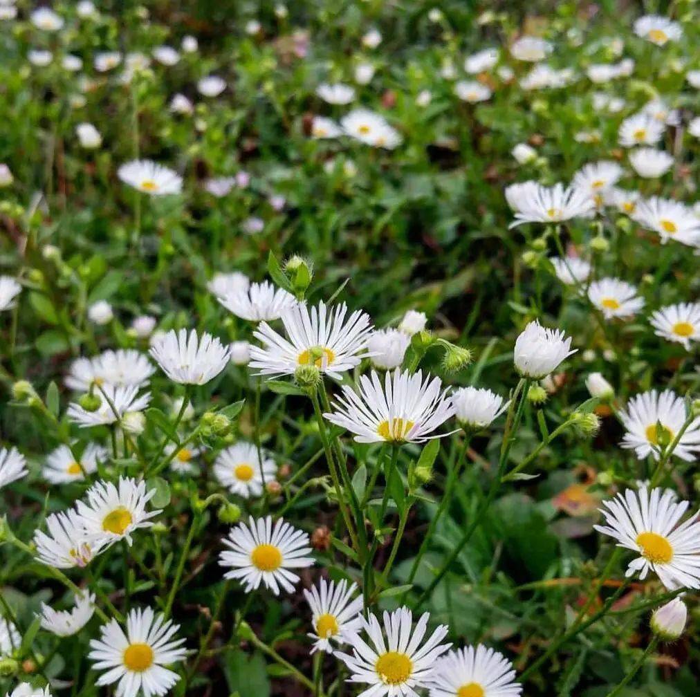 路边的野花野草,很常见却总叫不上名字,有的超好看,有的价值高